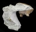 Enrolled Asaphus Kotlukovi Trilobite Fossil - Russia #31301-1